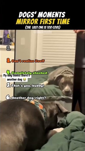 DOGS' MOMENTS MIRROR FIRST TIME 🐶😂 | Last one is too cool