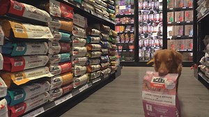 📣 Exciting News Alert! 🐾🌟 We are absolutely thrilled to announce our partnership with Global Pet Foods, our new title sponsor – a partnership 40 years in the making! 🎉 SuperDogs is dedicated to creating jaw-dropping, heart-warming, and hilarious experiences for our audiences. With Global Pet Foods as our valued partner, our core values and missions align, creating a powerhouse collaboration that has us bursting with excitement! 💥 Stay tuned for more announcements, heartwarming stories, and 