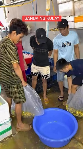 11M views · 50K reactions | Ganito pala itsura ng butterfly koi fish.. #fyp #viral #trending #koifish #fish | Madriaga Rusty | Facebook