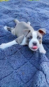 Puppy was born with legs that splayed out, but she was determined to keep up with her big brother ❤️ We spoke to Jen and Mike about swimmer's syndrome and what it was like witnessing River's freedom run! Keep up with the work of Forgotten Dogs Rescue on Instagram: thedo.do/forgottendogrescue As well as Ruff Day Veterinary Acupuncture and Rehabilitation Follow along with Jen & Mike Stewart on Instagram: https://thedo.do/bellaandthepotaoes | The Dodo