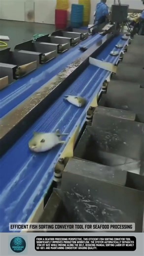 Efficient Fish Sorting Conveyor Tool for Seafood Processing #tools