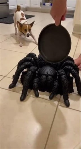 🤣 He Thought It Was Real! Dog's EPIC Reaction to Giant Spider Cake SMASH!