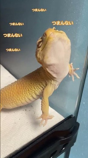 😂🤣#爬虫類 #ヒョウモントカゲモドキ #レオパードゲッコー #leopardgecko #shorts#レオパ