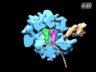[分子生物学]分子-30SrRNA核糖体合成蛋白质过程