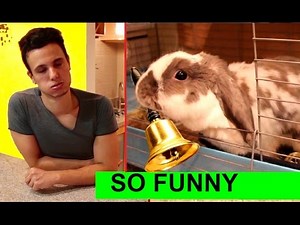 Owner regrets teaching his rabbit THIS new trick