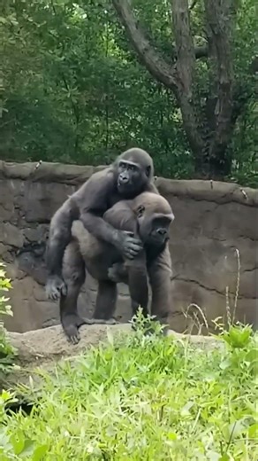 Funny Chimpanzee Family 🤣😆#chimpanzee #viralshorts