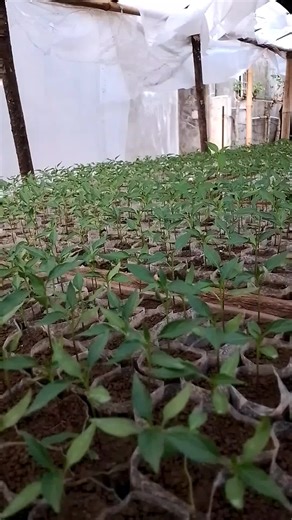 Rangkang Bibit Tanaman on TikTok