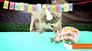 Tiny Hamsters Who Ate Burritos are Back for a Tiny Hedgehog's Party