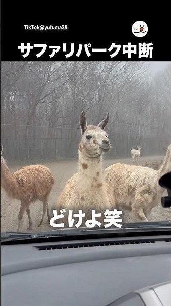 Llama Wall | PECO