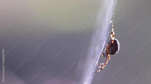 wood orb web spider on its web during a sunny day within a pineforest during autumn.