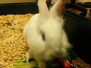 Angry Bunny (Rabbit Attack)