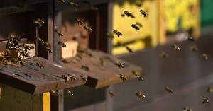 Making Your Farm Bee-Friendly