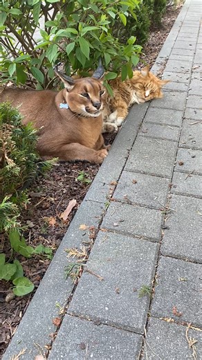 Floppa protecting his brother🥰 #pumbacaracal #animal #wild #forest #animallover #love #reels #reelsvideo #trend #viral #fyp #trendingnow #trendingreels #pet #petlover #reels2023 #foryou #best #bestvideos | Pumbacaracal