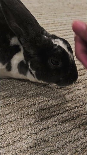 Relaxing my Rabbit by massaging her tiny head. #cute #rabbit #rest #sleep #happy #pet
