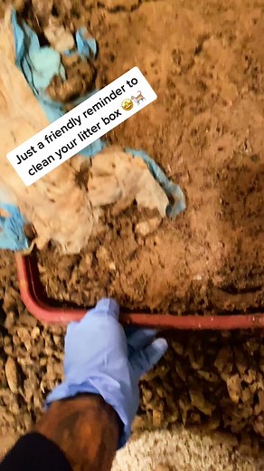 This litter box was like concrete😫 #AlaskaAirCAREoke #fyp