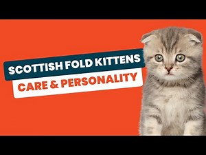 Scottish Fold Kittens 101: Ultimate Guide to Care & Personality