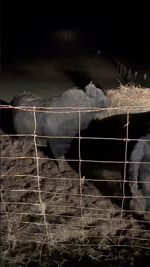 Sinclair Exquisite 0X2 Angus bull with SAV America 8018 cows.