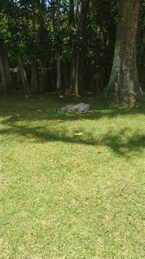 Iguanas chilling 🦎 Tropical & Caribe Deluxe Princess 🇩🇴 Punta Cana