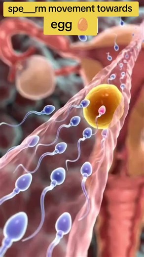 Spe___rm movement towards egg 🥚 #zygote #fertileeggs #anatomy #pregnant #fyp