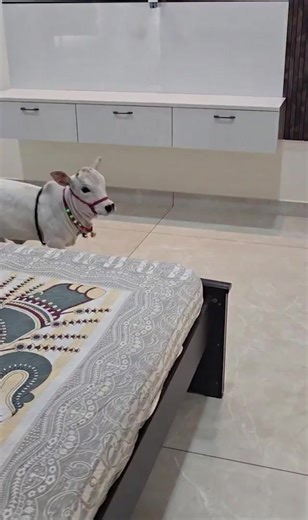 #cowlover #newpetcow #minicow #repost | mini cow