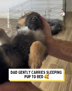 Dad had to be extremely careful with this tiny Pooch | Dad Jokes
