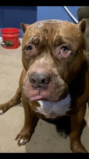 What it’s like having kids I guess this guy just got puked on by his son 😩😂🤢 yes…I cleaned him up quickly couldn’t not capture his moment of shame tho the prices of children’s my boy the price we pay 😂😂😂 #reels #love #dog | I am the HULK