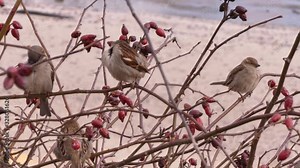 House sparrow (Passer domesticus) and Eurasian tree sparrow (Passer montanus) are ordinary inhabitants of European cities. They form noisy flocks