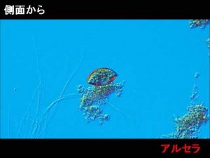 アルセラ