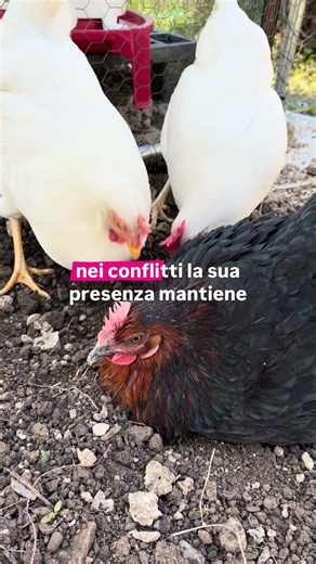 👸 Esiste una gallina regina del pollaio? 🐓Ma tu, questa cosa la sapevi? 🤔