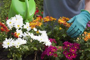 How Often Should You Water Mums To Keep Them Blooming?