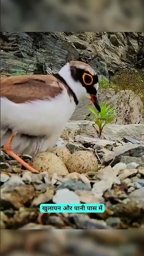 Golden Plover: The smartest mother bird! #BirdFacts #WildlifeIndia #AmazingNature