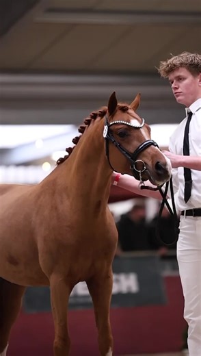Amalia's Pixie: The Ultimate VIP Dressage Pony Experience