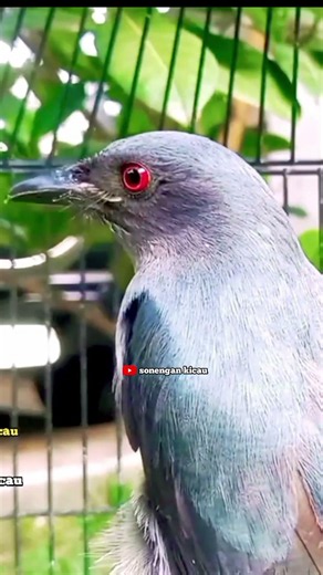 SERENTAK IKUT BONGKAR srigunting abu abu