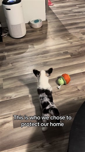 Corgi Puppy: Our Home's Best Protector