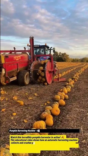 Pumpkin Harvesting Machine – Amazing Automatic Farm Equipment in Action!