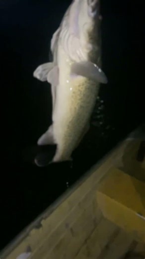 Good Murray cod of the tiny #fishing #fypp #murray #vic