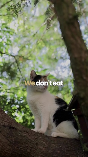 Light Upon Light Global on Instagram: "🤲🏼True worship in Islam goes beyond rituals. Even the way we treat the animals we consume is an act of ibadah. This is what it means to live tayyib.⁠ #MuftiMenk #IslamicReminders #TrueWorship #SpiritualGrowth #BeyondRituals"