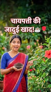 Tons of buds on Roses and Hibiscus in winter! 🌹☕ Tea leaf fertilizer hack #gardeningtips