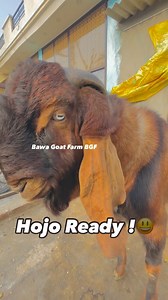 67K views · 106 reactions | ✅❌ Mr Boo  #goatfarm #goatfam #goatfa#goatfarmer #viralreels #viral #trending #trendingreels #instagood #instagram #bawagoatfarm #beetalgoat | Bawa Goat Farm - BGF | Facebook