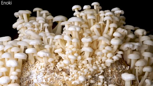 A Magnificent 1,000 Day Mushroom Timelapse