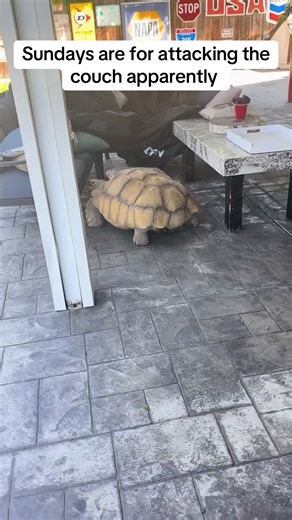 Meet the Destructive Sulcata Tortoise