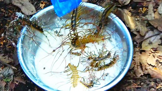 ゲジゲジを大量にかき揚げにして食べてみたら…