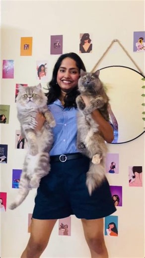 BILLOO BHAYANKAR #billuhumara #cat #persian