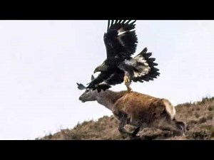 This is how the eagle snatches the deer and flies it in the air