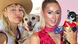 Celeb Dogs Living Their Best Life: Miley Cyrus, Paris Hilton & More