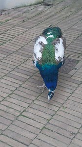 3.2K views · 104 reactions | Tivoli Garden - Copenhagen, Denmark | Nature Spirits | Facebook