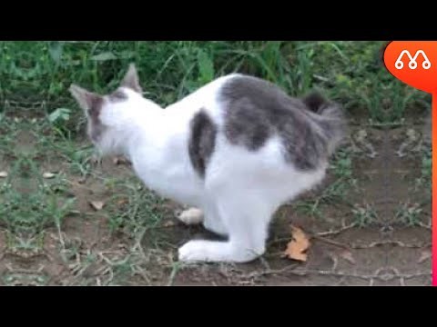 CAT WITH RABBIT CROSS