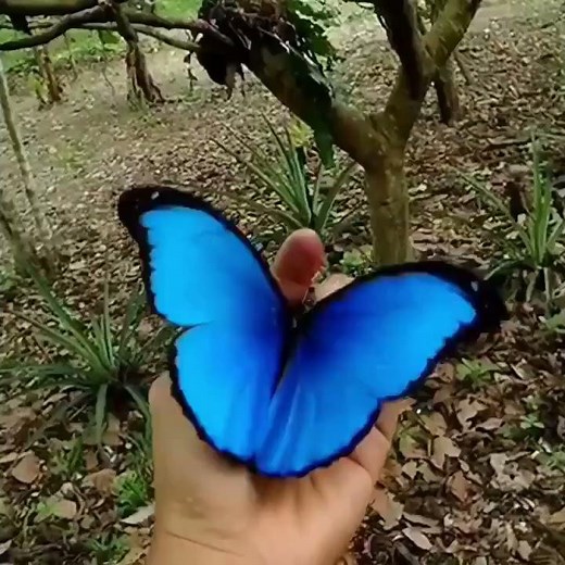 فراشة "مورفو" الزرقاء أحد أجمل فراشات العالم 🦋