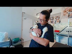 Cat's first grooming!!! Desensitization is very important!!!
