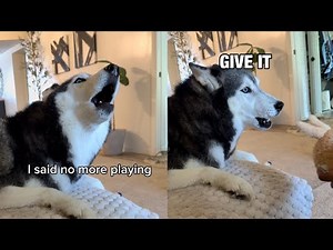 My Husky SCREAMS at Me When We Play a Game (SHE ARGUES)